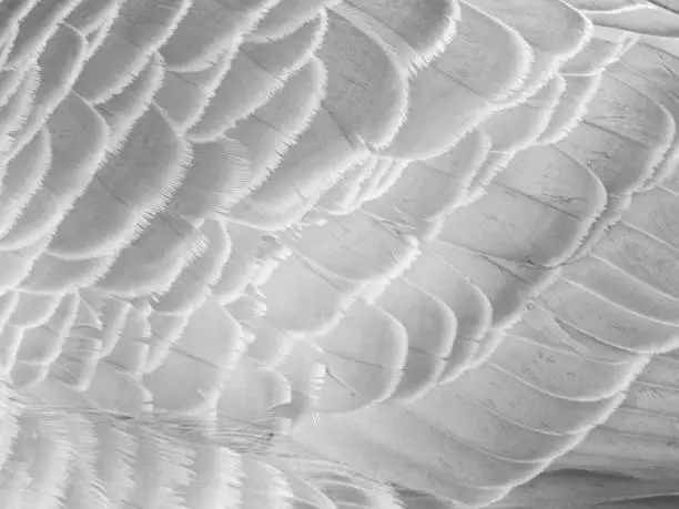 Photo of Close-up of goose feather in black and white