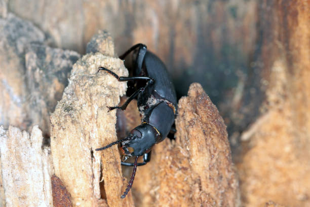 istock Beetle of darkling beetle (Zophobas morio) on wood. 1371797701
