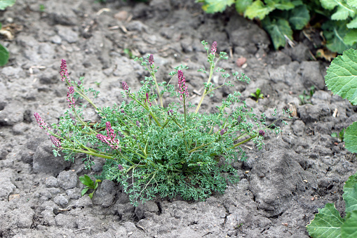 Fumaria officinalis, the common fumitory, drug fumitory or earth smoke, is a herbaceous annual flowering plant in the poppy family Papaveraceae, common weed in agricultural and horticultural crops.