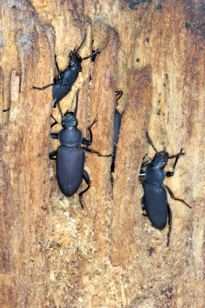 istock Beetles of darkling beetle (Zophobas morio) on wood. 1371798009