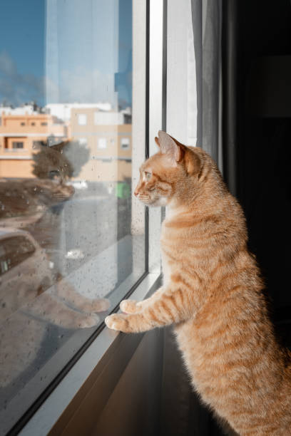 istock brown tabby cat looks outside from the window. vertical composition 1371798261