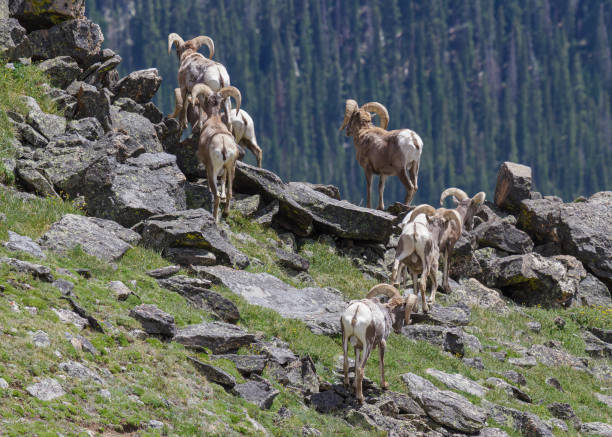istock Colorado Rocky Mountain Bighorn Sheep 1371799185
