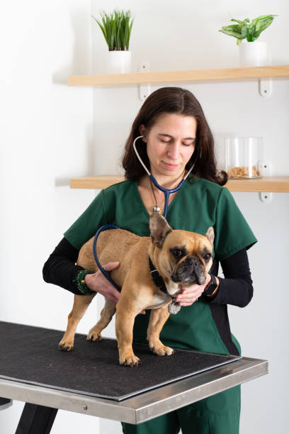 istock Veterinarian using a stethoscope on her patient dog on an examining table 1371800026