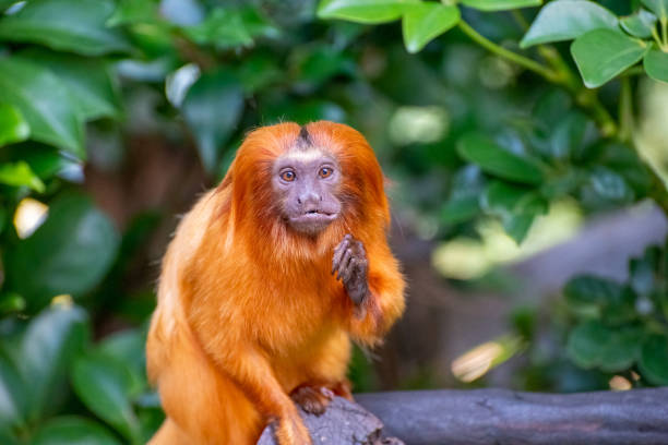 istock golden lion tamarin 1371802136