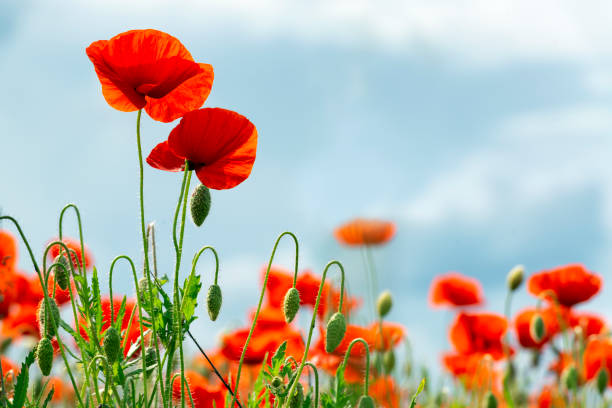 istock Beautiful red poppy flowers 1371802718