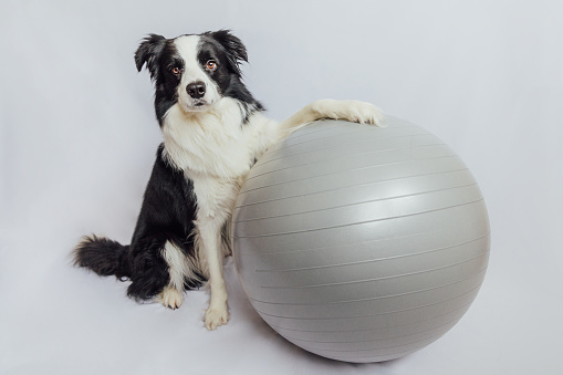 Funny cute puppy dog border collie practicing yoga lesson with exercise fitness ball isolated on white background. Pet dog working out with gym yoga ball. Swiss ball. Sport healthy lifestyle concept