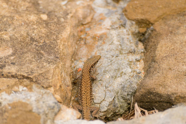 istock Lizard coming out of the rock 1371803103