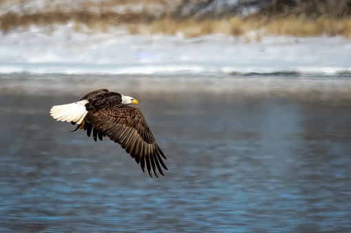 American bald Eagle bird over open water in winter. Wingspan