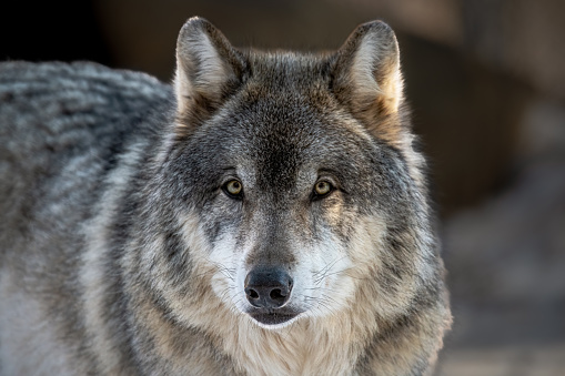 One wildlife animal standing and looking. Closeup of gray wolf