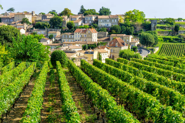 istock Vineyards of Saint Emilion village 1371805809