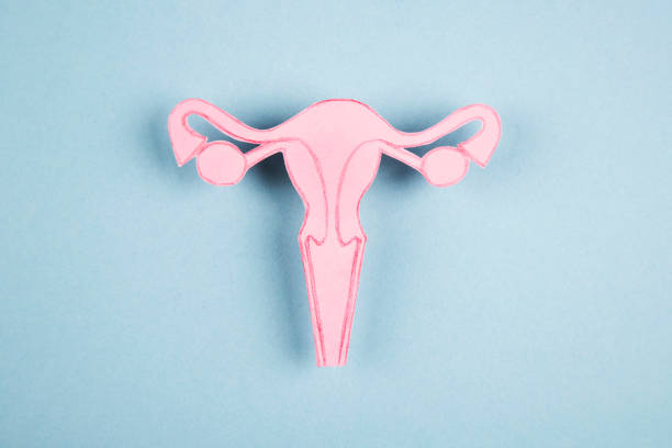 sistema reproductor femenino hecho de papel - vagina contraceptive gynecologist doctor fotografías e imágenes de stock