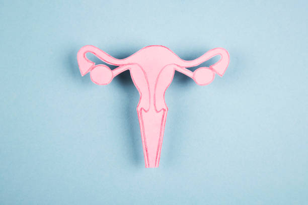 istock Female reproductive system made of paper 1371807050