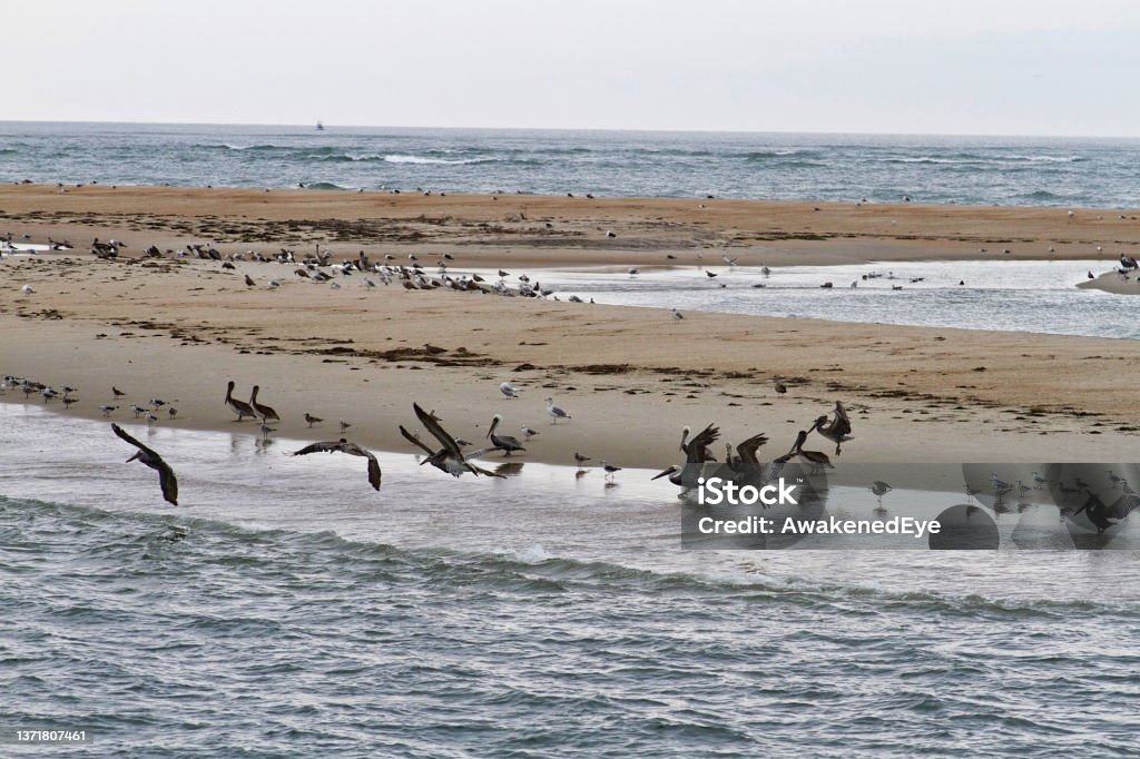 Wild Seabird Clusters in the Outer Banks of North Carolina Wild seabirds congregate on sandbars in Pamlico Sound, in the Outer Banks of North Carolina, USA"n Animal Stock Photo