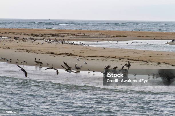 Wild Seabird Clusters In The Outer Banks Of North Carolina Stock Photo - Download Image Now