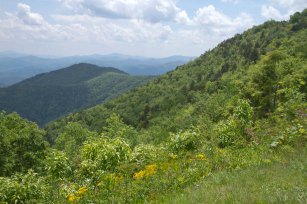 istock Lush Mountain Wilderness in North Carolina 1371807513