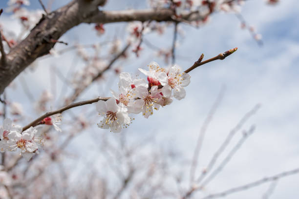 istock apricot Flowers Blooming on apricot Tree 1371808560