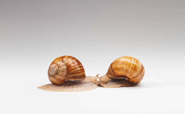 istock two snails met face to face on a white background 1371808665