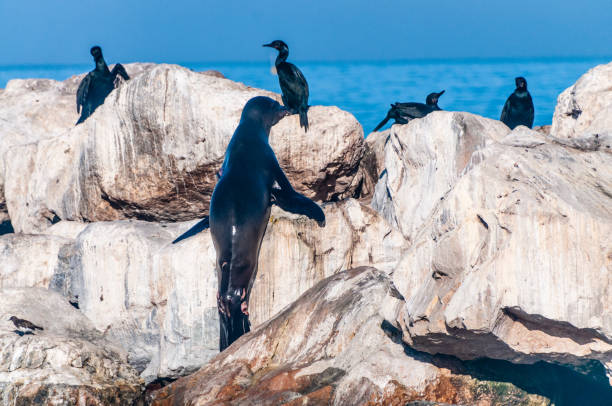 istock Sea lions resting on a rock 1371808808