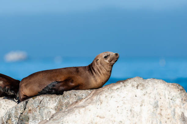 istock Sea lions resting on a rock 1371808810