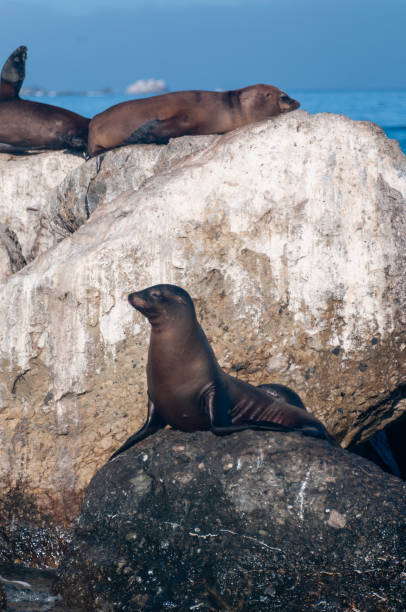 istock Sea lions resting on a rock 1371808811