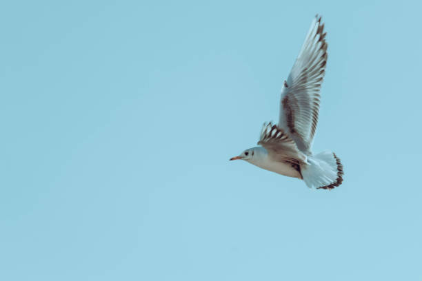 Light blue sky with seagull flying. Silky smooth tones, great design element detail.