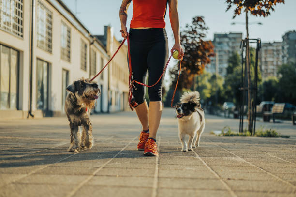 istock Unrecognizable aged woman walking her dogs on a leash 1371810422