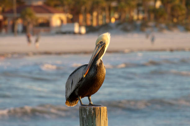 istock Florida Pelican Watching the Sea 1371810458