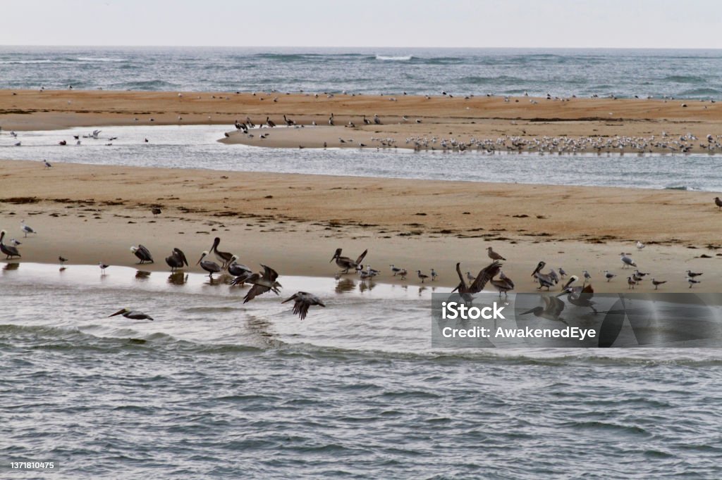 Sandbar Wildlife in the Outer Banks Seabirds congregate on sandbars in the waters of the Outer Banks of North Carolina, USA Animal Stock Photo