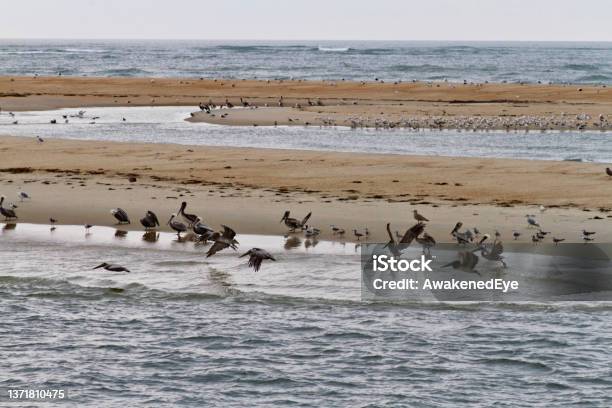 Sandbar Wildlife In The Outer Banks Stock Photo - Download Image Now - Animal, Animal Themes, Animal Wildlife