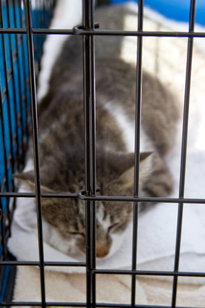 istock Kitty Cat in an Animal Shelter Cage 1371810523