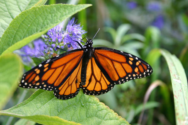istock Thirsty Monarch Butterfly Drinks From Purple Flower 1371810524