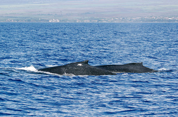 Back of two Humpback whale stock photo