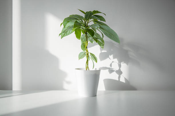 istock Indoor flower in a white pot on a white table under natural light. 1371812143