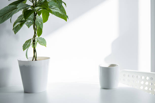 istock Indoor flower, white cup on white table under natural light. 1371812173