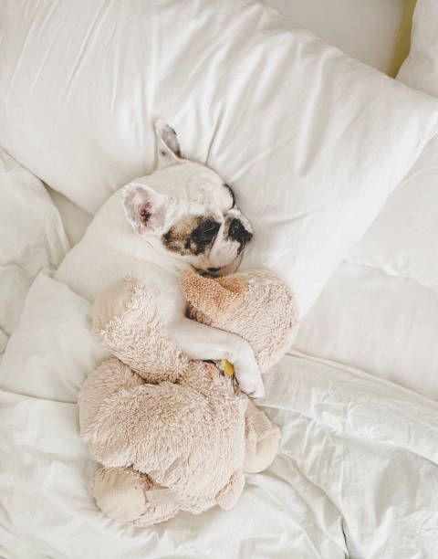 Dog sleeping with teddy bear on comfy bed under the duvet stock photo