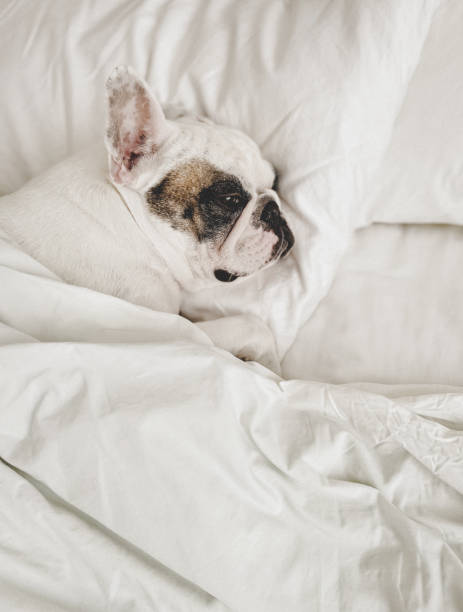 istock Dog sleeping on comfy bed under the duvet 1371812455