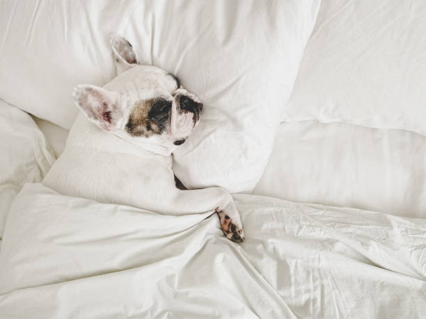 istock Dog sleeping on comfy bed under the duvet 1371812456