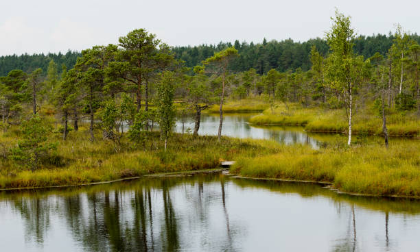 istock Kemeri National Park 1371812555