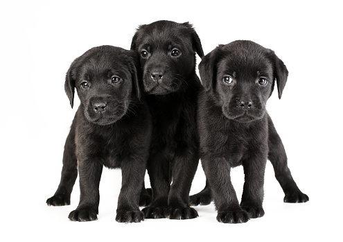 Three cute black puppies of labrador retriever breed isolated on white background