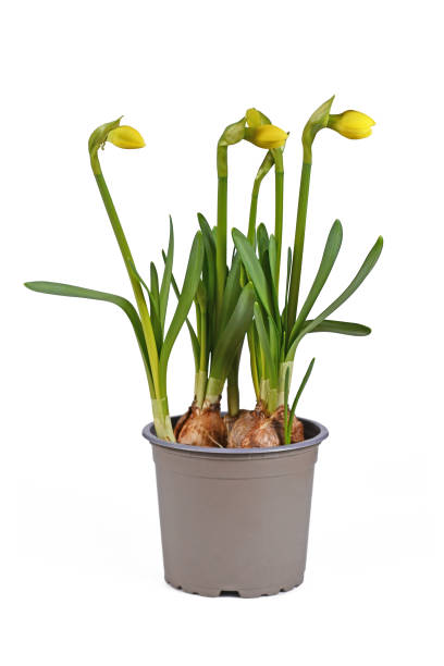 istock Bulb spring Narcissus flower in pot on white background 1371813538