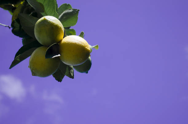 Lemon tree branch with lemons over sky in trendy very peri color. 2022 color of the year, copy space.