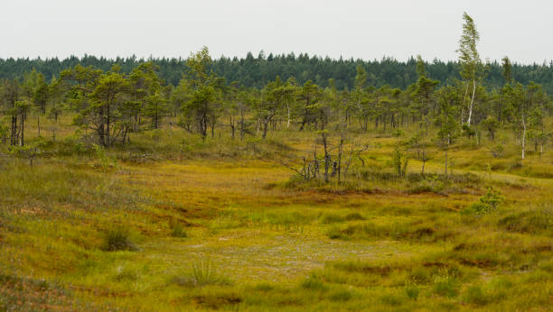 istock Kemeri National Park 1371814213