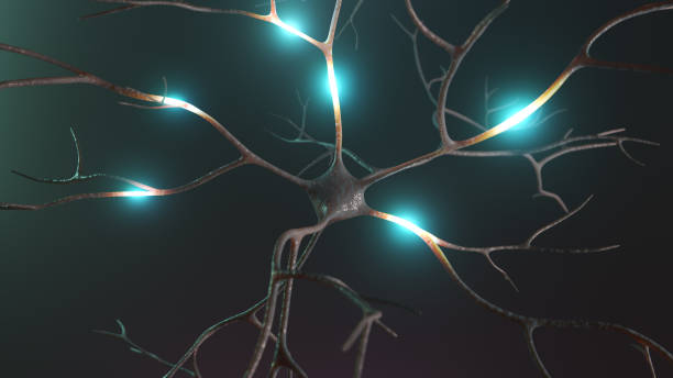 istock Neuron signal transfer from low to high activity 3D rendered 1371814915