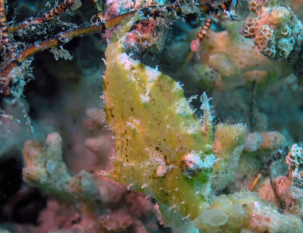 Pesce Scatola Cornuto, o Latteria Cornuta in acquario