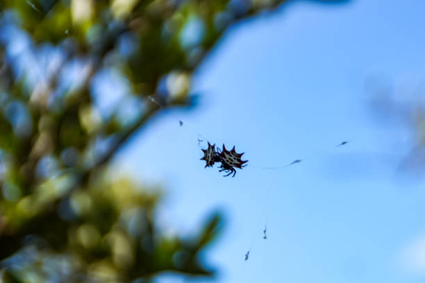 spinybacked orb weaver - spinybacked zdjęcia i obrazy z banku zdjęć