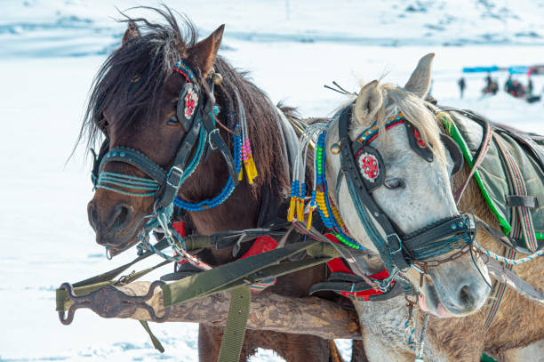 istock Anatolian Horses 1371817223