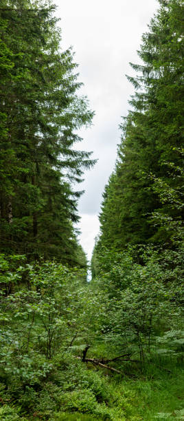 Cut down clearing in a forest to stop wildfire..