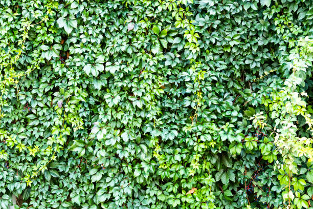 Wooden wall overgrown with climbing green plants, background, close-up texture, copy space