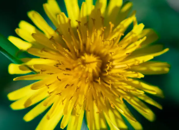 A very closeup macro photo of a blooming yellow dandelion on a blurry background.