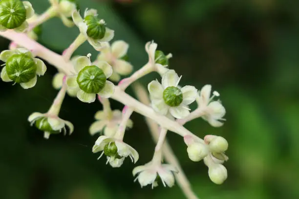 The macro photo of blooming white and green flowers in spring.